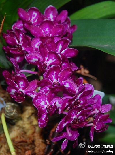 狐狸尾（Rhynchostylis gigantea），兰科万代兰系列，也叫海南钻喙兰、狐尾兰、安诺兰