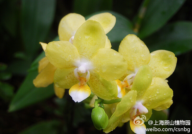 Sogo经理（Doritaenopsis Sogo Manager），兰科蝴蝶兰系列。