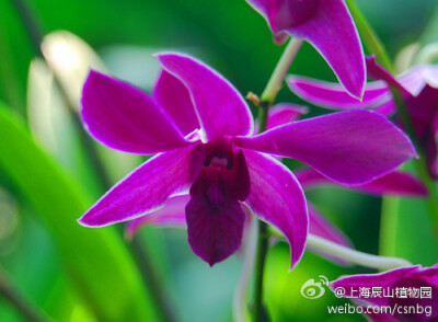 盈兰（Dendrobium Best Goldlines），兰科石斛系列