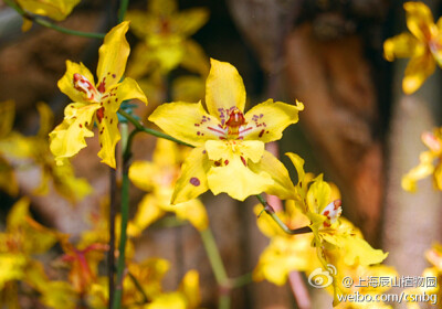 金老虎（Odontoncidium Tiger Crow 'Golden Girl'）兰科文心兰系列