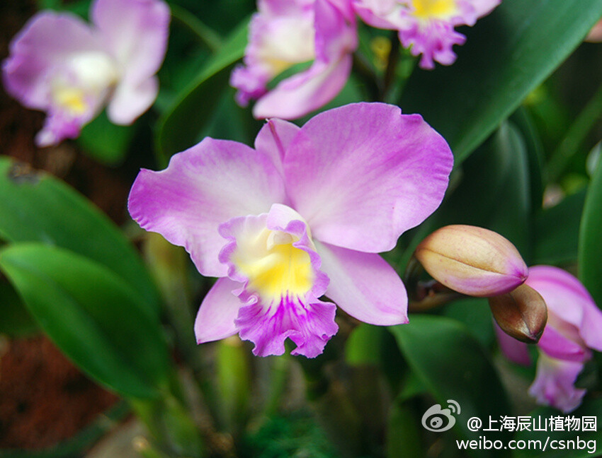 圣诞玫瑰（Cattlianthe DORIS AND BYRON 'Christmas Rose'），兰科 卡特兰系列