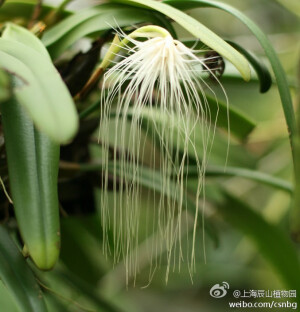 Bulbophyllum medusa 兰科石豆兰属
