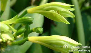 【世界上最大的兰】-- 最大的兰则是墨西哥境内的香荚兰（Vanilla fragrans），植株可达90多米长