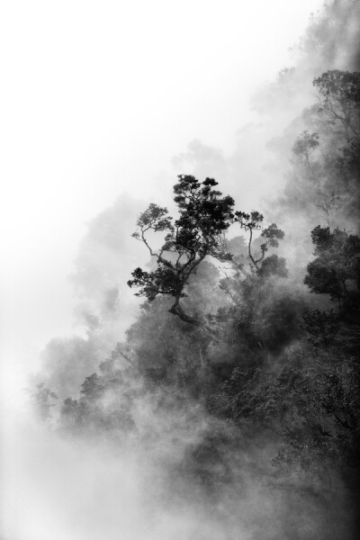  "Mount Kinabalu - Cloud Forest"