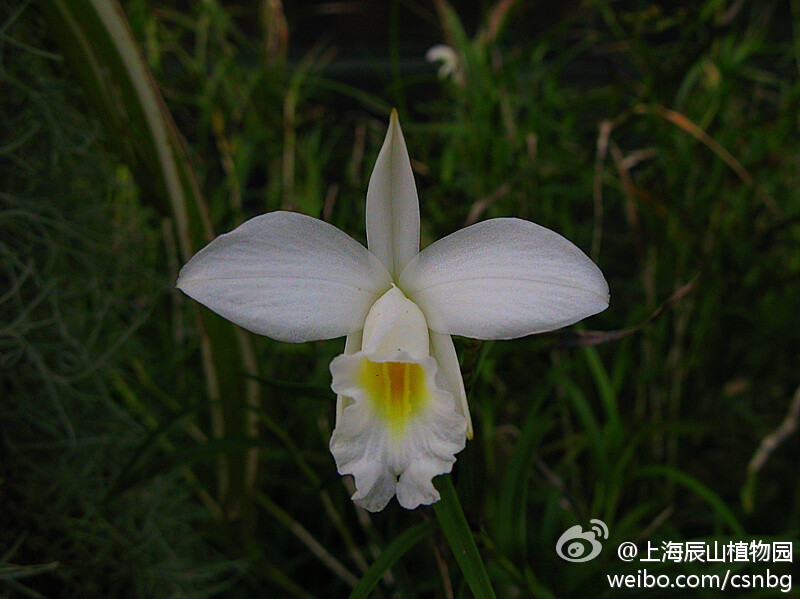 Arundina graminifolia var. alba