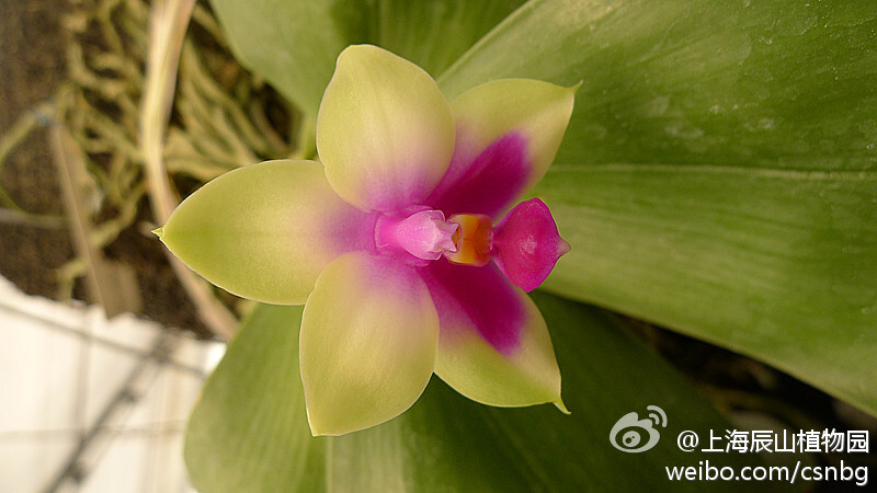 【蝴蝶兰】-- Phalaenopsis bellina