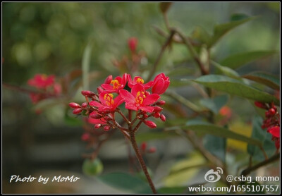 全缘叶麻疯树Jatropha integerrima,大戟科麻疯树属