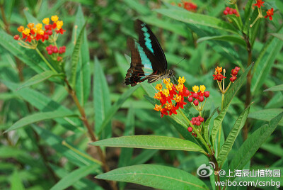 马利筋别名莲生桂子花、羊角丽、辣子七等，为萝藦科马利筋属多年生草本植物，分布于美洲、非洲、南欧和亚洲热带及亚热带地区。