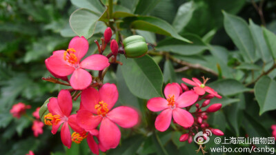 日日樱Jatropha integerrime L. 别名：南洋樱、琴叶樱、琴叶珊瑚等，四季开花,大戟科麻疯树属