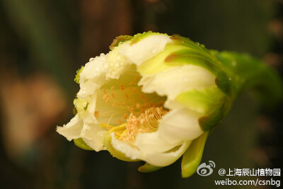 【武伦柱】-- Pachycereus pringlei(S.Watson) Britt. et Rose ，仙人掌科摩天柱属，高大树状，高达12m或更高，原产墨西哥。