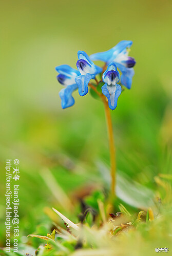 波密紫堇Corydalis pseudo-adoxa ，也叫天葵叶紫堇、藏天葵叶紫堇.罂粟科紫堇属