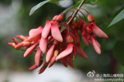 鸡冠刺桐】--鸡冠刺桐别称为巴西刺桐，鸡冠豆，学名为Erythrina variegata L. 蝶形花科刺桐属半落叶小乔木，花期约4～7月，花冠橙红色，旗瓣倒卵形特化成匙状。