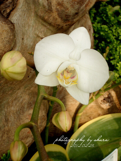 蝴蝶兰Phalaenopsis amabilis 阿嬤