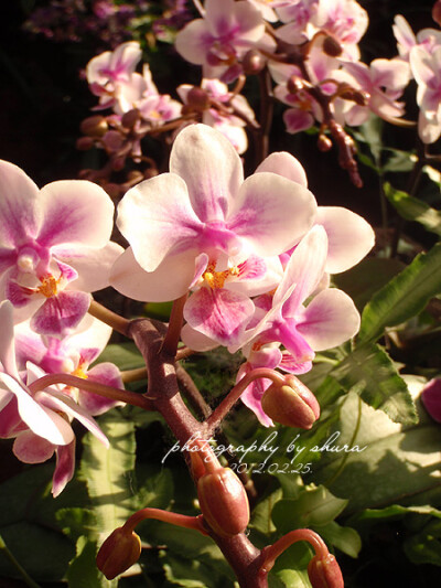 Doritaenopsis Fusheng's Glad Lip