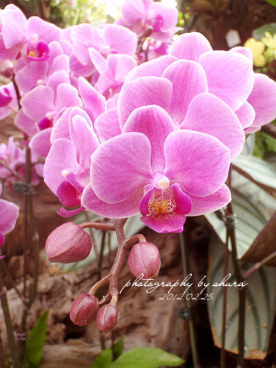 Phalaenopsis Wedding Promenade