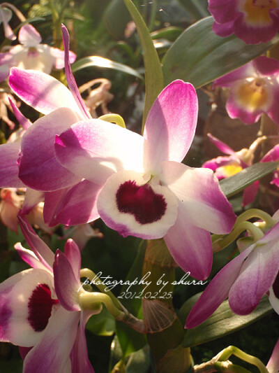 Dendrobium nobile 春石斛