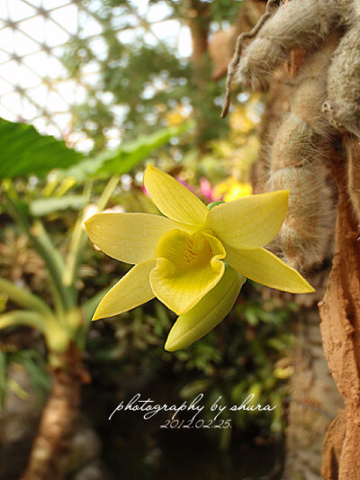 Dendrobium senile 绒毛石斛