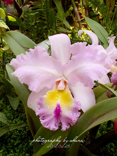 卡特兰--Cattlianthe Doris and Byron 'Christmas Rose' 圣诞玫瑰