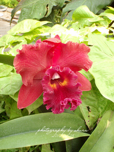 卡特兰--Rhyncholaeliocattleya Shinfong Lady 'Taiyoung # 16' 大扬十六号