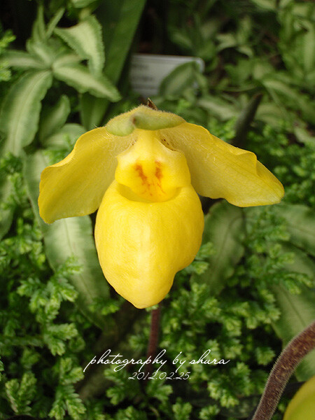 兜兰--Paphiopedilum armeniacum 金童