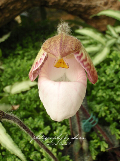 兜兰--Paphiopedilum micranthum 玉女