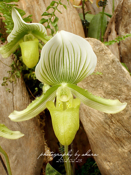 兜兰--Paphiopedilum Maudiae 绿魔帝