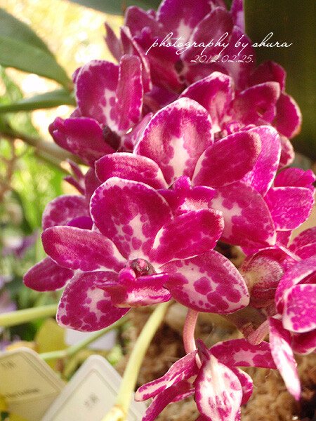 钻喙兰--Rhynchostylis gigantea 狐狸尾