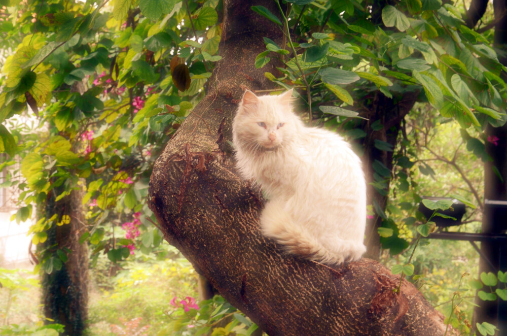 鼓浪屿出名的 随处可见猫猫。