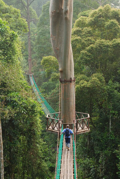 婆罗洲雨林冠层走道