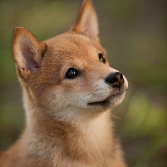 日本柴犬