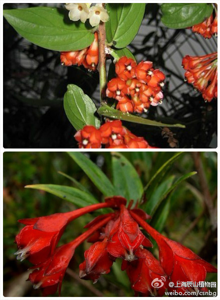 Anthopterus翼冠莓属， Anthopterus wardii，中名叫翼轮花，花冠具窄翼，属中文名由此而来.杜鹃花科翼冠莓属