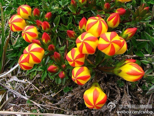 龙胆科假龙胆属植物，Gentianella hirculus