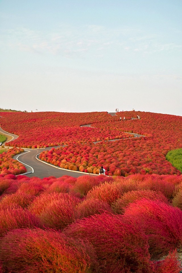 日本常陆 那珂市 Kochia山