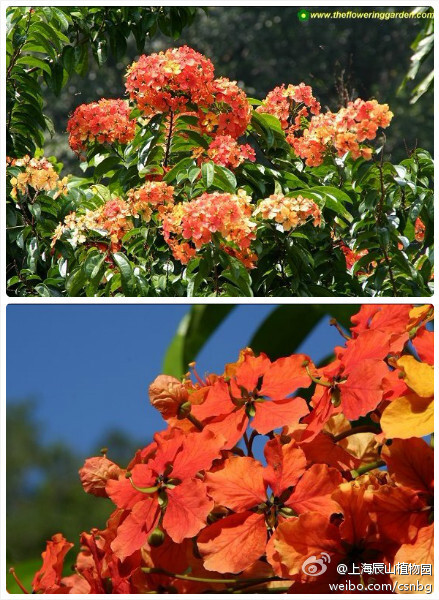 Bauhinia kockiana，中名叫素心花藤，为羊蹄甲属藤本植物，短总状或伞房花序顶生，花由开至谢会呈现橙红、桃红或是黄色等，因而我们能看到多种颜色的花。苏木科羊蹄甲属