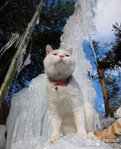 2012来了又怎样，猫叔依然屹立于冰川不倒~~