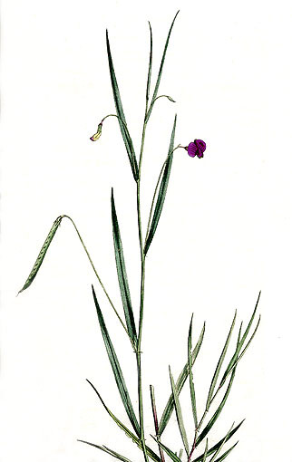 Lathyrus nissotia