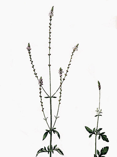 Verbena officinalis