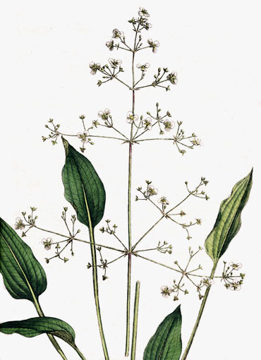  Misma plantago aquatica