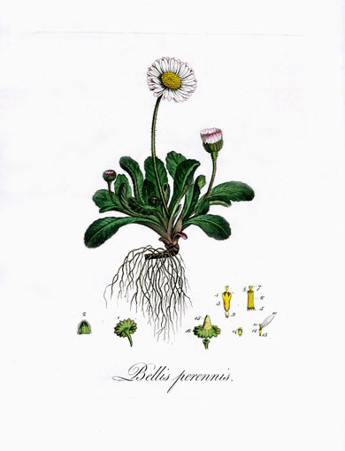  Bellis perennis