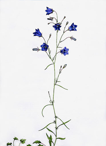 Campanula rotundifolia