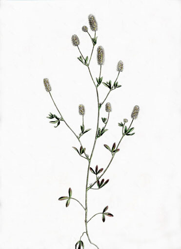 Trifolium arvense