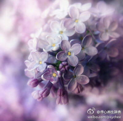 美丽的花