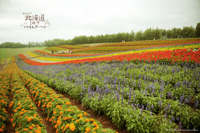 北海带，花田