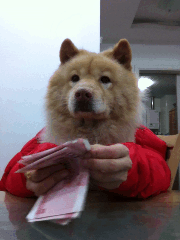 数钱不一定要激动。。代表狗狗视金钱如粪土。