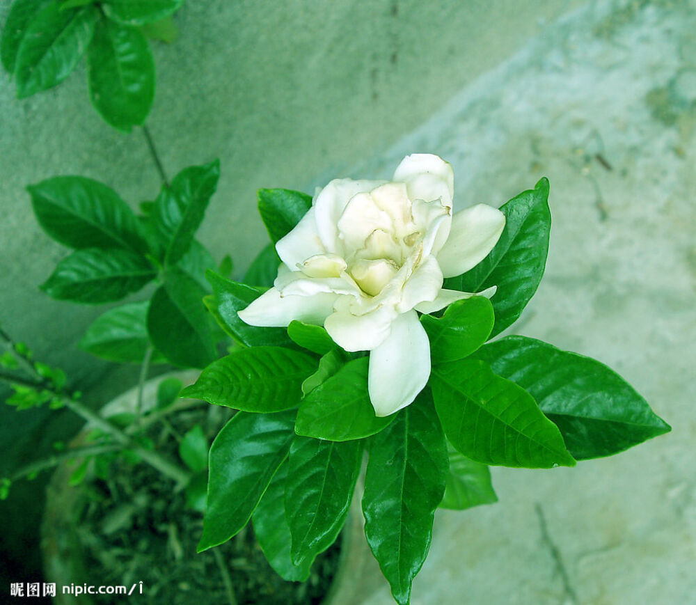 栀子花的花语——永恒的爱/一生的守侯/我们的爱