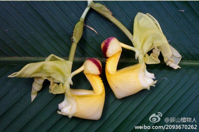 秘鲁吊桶兰Coryanthes verrucolineata