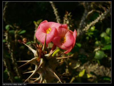 沙漠之花