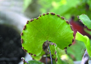 羊齿植物