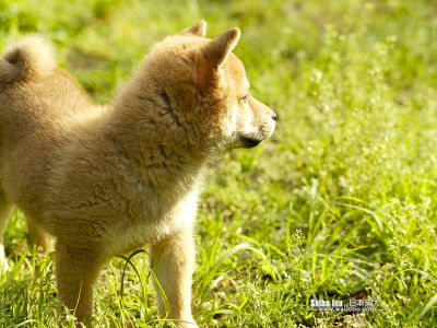 日本滴田园犬