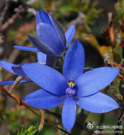 Thelymitra crinita，英文名叫blue lady orchid--兰科